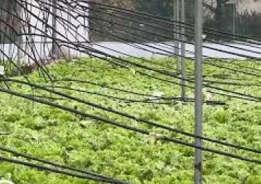 Поройните дъждове отнесоха реколтата в Югозападна България