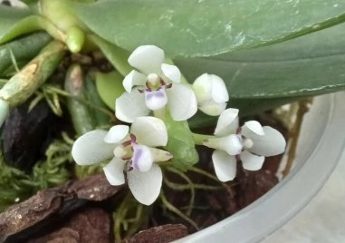 Рядка орхидея цъфна в Ботаническата градина на БАН