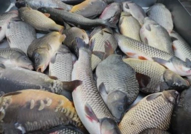 Ще имаме ли българска риба на трапезата за Никулден