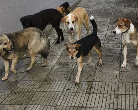 Глутница кучета нападнаха асеновградчанка