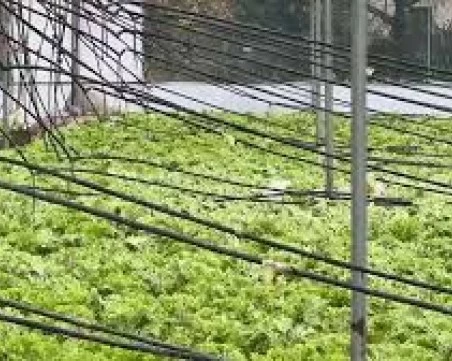 Поройните дъждове отнесоха реколтата в Югозападна България