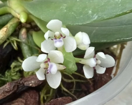 Рядка орхидея цъфна в Ботаническата градина на БАН