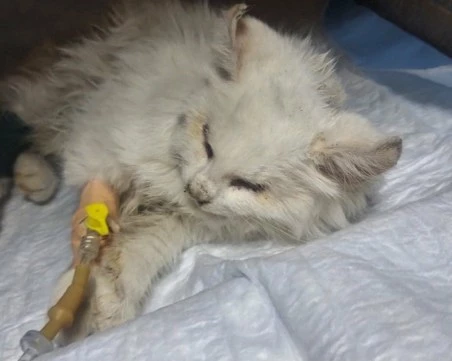 Сляпо котенце, намерено в критично състояние, търси втори шанс