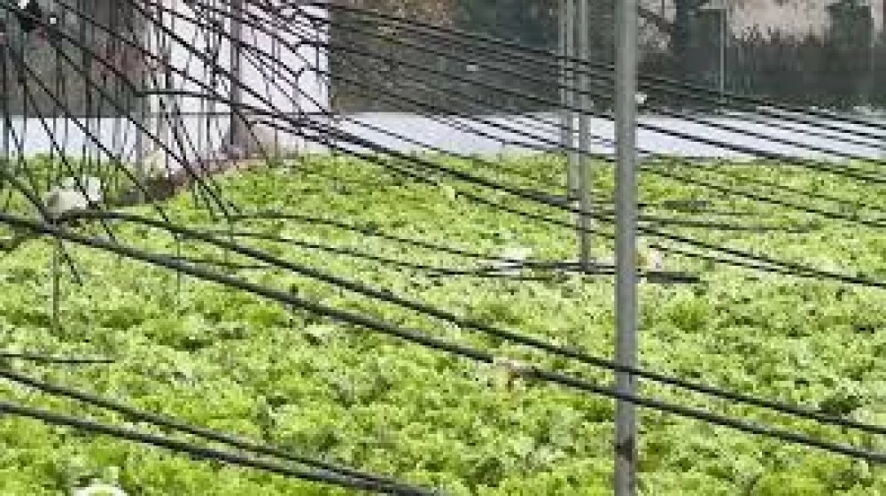 Поройните дъждове отнесоха реколтата в Югозападна България