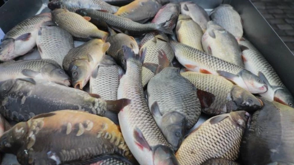 Ще имаме ли българска риба на трапезата за Никулден