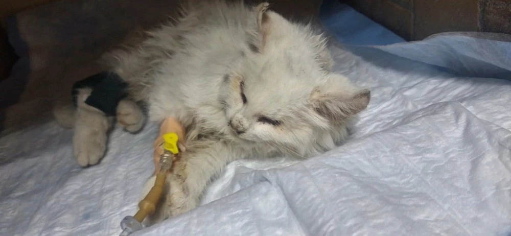 Сляпо котенце, намерено в критично състояние, търси втори шанс