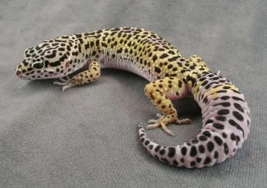 Предотвратиха контрабанда на леопардови гекони, корали и бивни от морж на границата