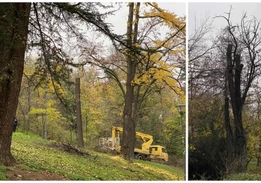 Необяснима и груба сеч на Бунарджика – експерти недоумяват защо