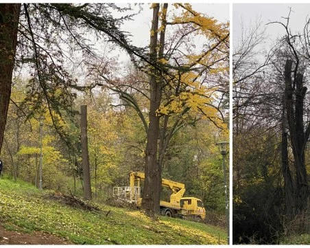 Необяснима и груба сеч на Бунарджика – експерти недоумяват защо