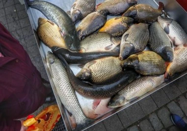 Колко ще ни струва шаранът за Никулден тази година