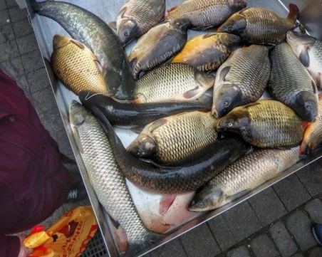 Колко ще ни струва шаранът за Никулден тази година