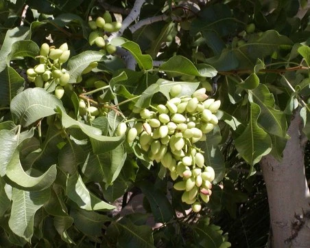 Аржентина инвестира в шамфъстък след обсесията по дубайския шоколад