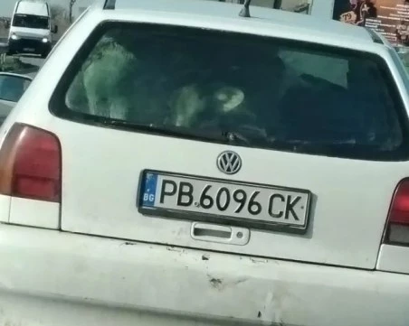 Натъпкаха теленца в малък хечбек ВИДЕО