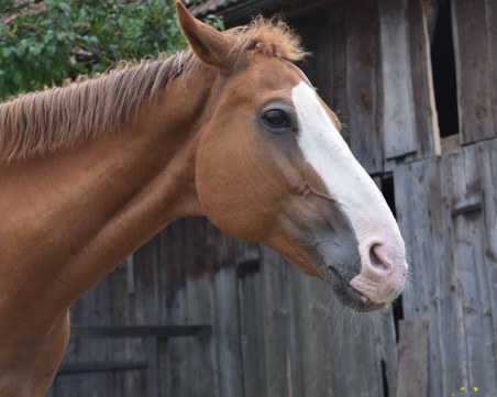 Необичайна кражба в Сопот – отмъкнаха кобила, докато си почива в обора