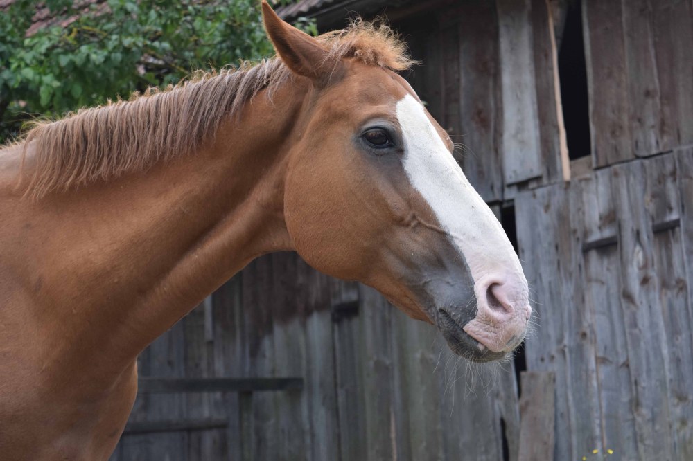 Необичайна кражба в Сопот – отмъкнаха кобила, докато си почива в обора