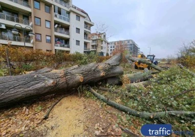 Наказателно постановление на Кмета на Община Пловдив за сеч на