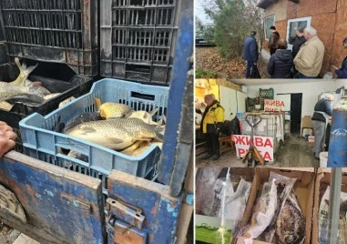 Преди Никулден в Пловдив: Опашки се извиха за жив шаран, цените с до 3 лева разлика