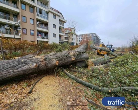 Двойна загуба за Пловдив: Секат се дървета, глобяват се фирми, а накрая плаща общината