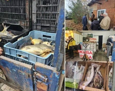 Преди Никулден в Пловдив: Опашки се извиха за жив шаран, цените с до 3 лева разлика