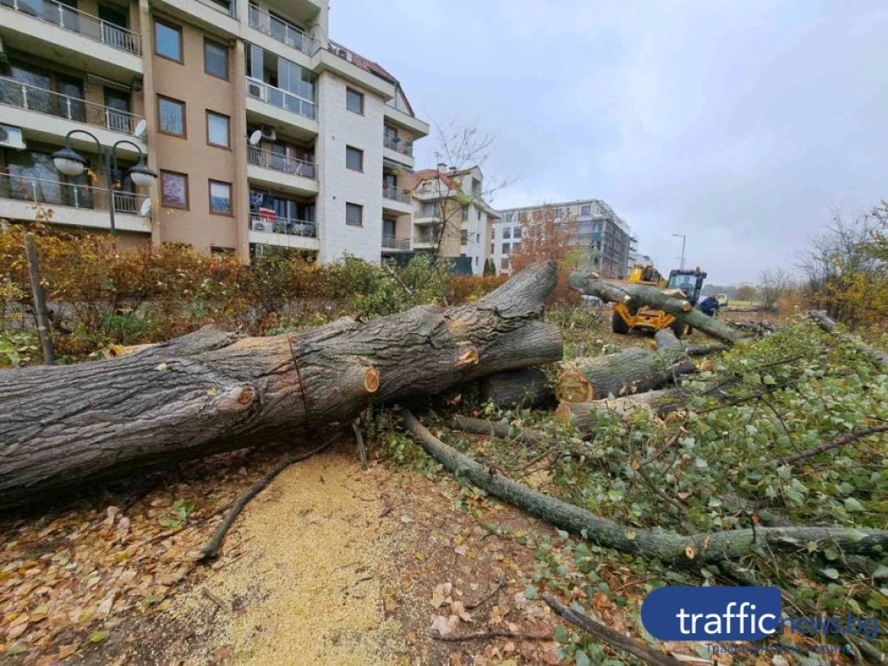 Двойна загуба за Пловдив: Секат се дървета, глобяват се фирми, а накрая плаща общината
