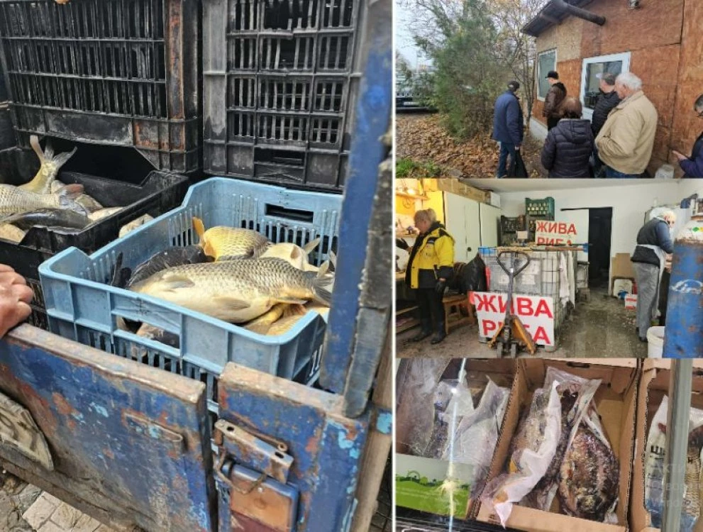 Преди Никулден в Пловдив: Опашки се извиха за жив шаран, цените с до 3 лева разлика