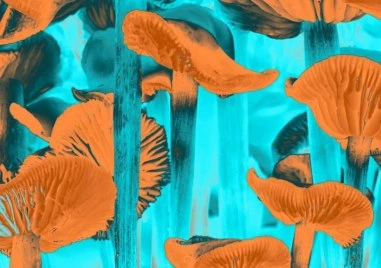 Пациенти в Чехия с депресия и други заболявания които не