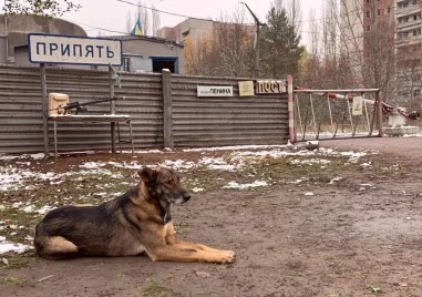 Експерт разкрива изненадващата причина за сините кучета в Чернобил