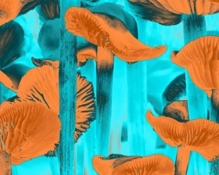 Чехия легализира употребата на халюцигенни гъби за медицински цели