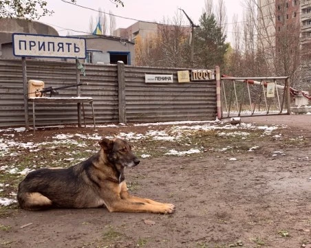 Експерт разкрива изненадващата причина за сините кучета в Чернобил