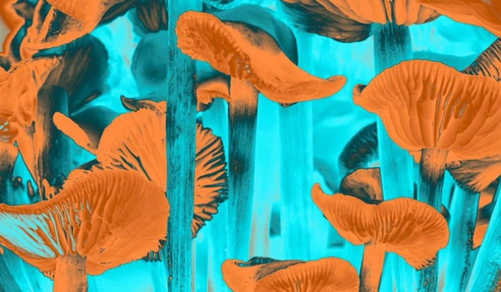 Чехия легализира употребата на халюцигенни гъби за медицински цели