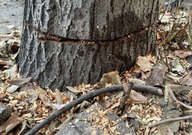 Напълно здраво дърво изчезва от зелената карта на Пловдив Причината