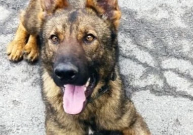 Граничарското куче Бояр откри над 70 кг марихуана на ГКПП „Малко Търново