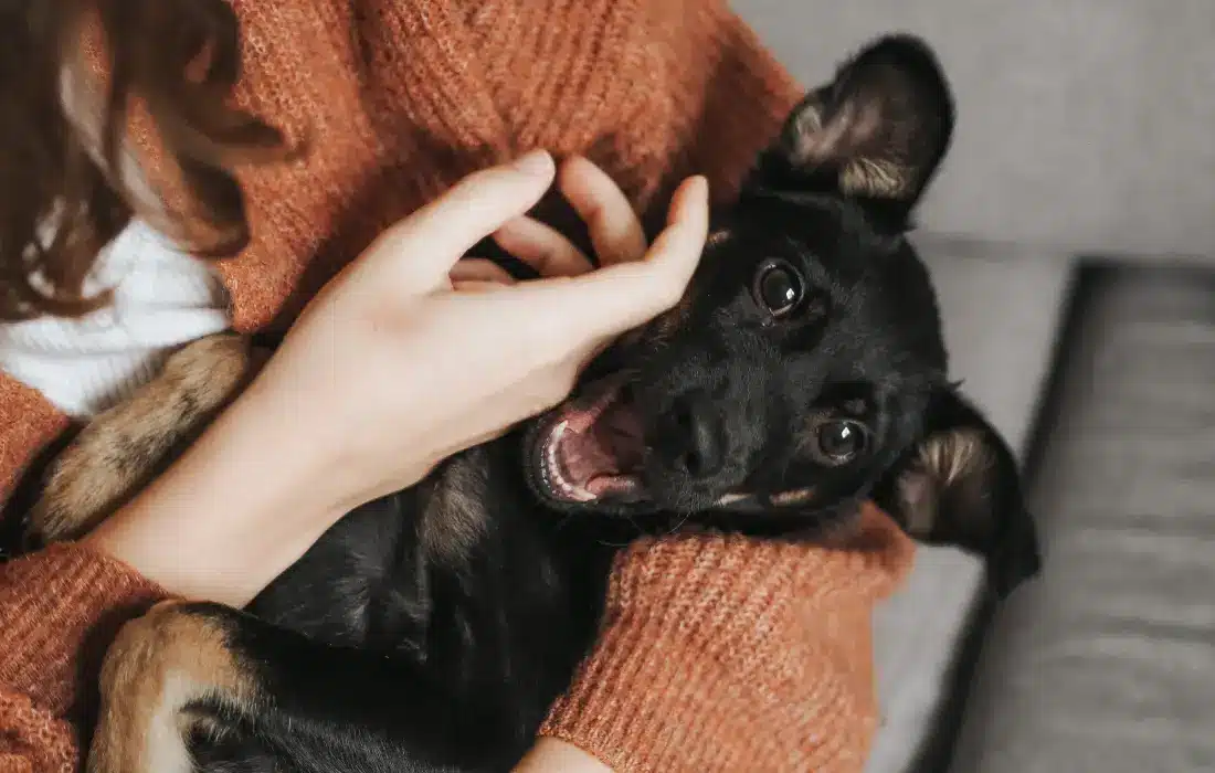 Домашните любимци са се превърнали в такава неразделна част от