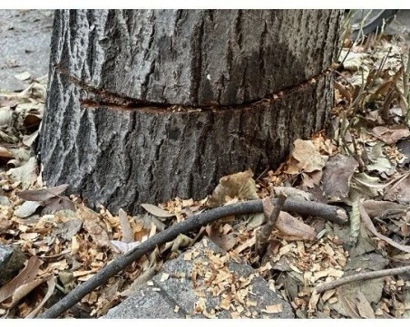 Абсурд! Пловдивчанин сече дърво, защото му прeчи, но му се размина