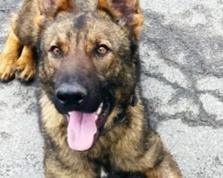 Граничарското куче Бояр откри над 70 кг марихуана на ГКПП „Малко Търново