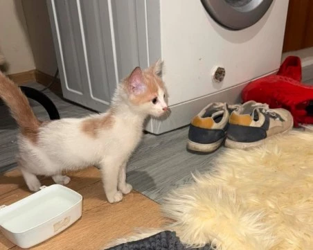 Граждани спасиха живота на коте, прекарало над 12 часа на върха на дърво в Пловдив