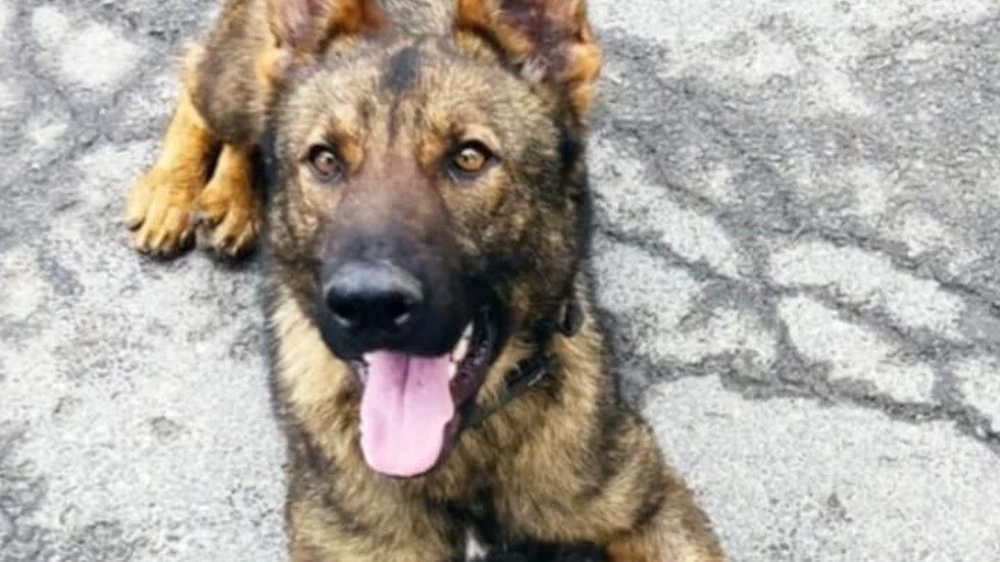 Граничарското куче Бояр откри над 70 кг марихуана на ГКПП „Малко Търново