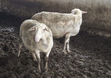 В Хърватия са потвърдени първи случаи на чума по дребните