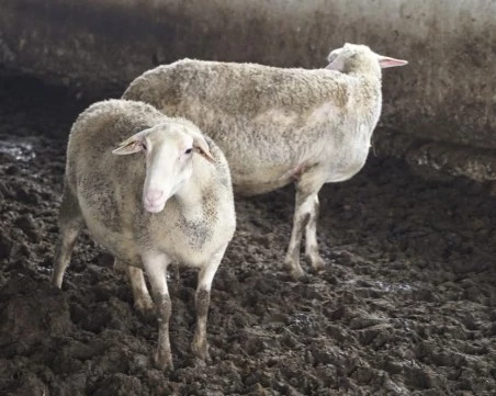 Първи случаи на чума по дребните преживни животни в Хърватия