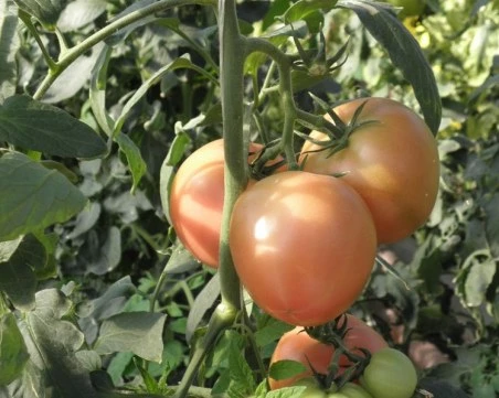 Заради евтин внос и скъп ток: Оранжериите пустеят, оставаме без родни зеленчуци по празниците