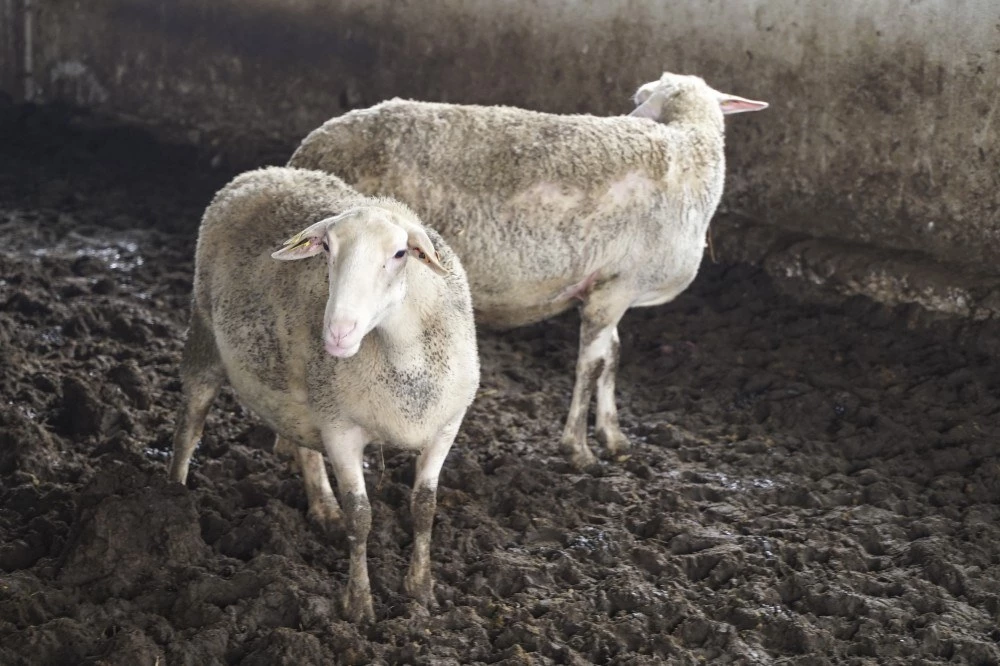 Първи случаи на чума по дребните преживни животни в Хърватия