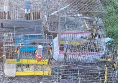 РИОСВ и полицията удариха незаконна търговия с диви птици на Руския пазар в Пловдив