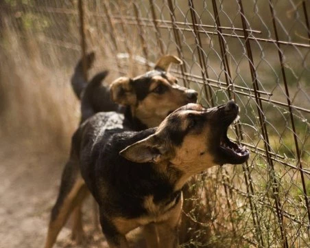 5-годишно момиченце бе нахапано от домашното куче