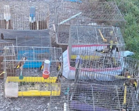 РИОСВ и полицията удариха незаконна търговия с диви птици на Руския пазар в Пловдив