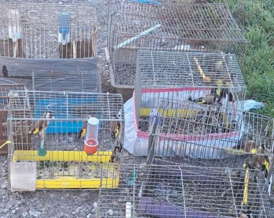 РИОСВ и полицията удариха незаконна търговия с диви птици на Руския пазар в Пловдив