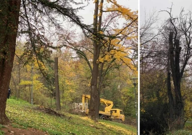 Близо 40 дървета от хълм Бунарджика и редица саморасли растения