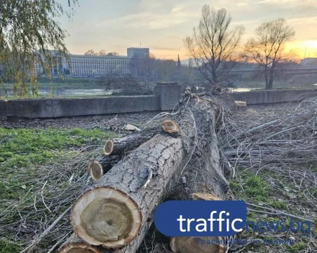 Премахват тополите по бул. „Марица – Север