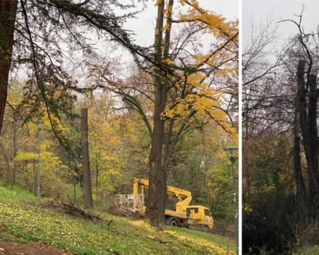 След странната сеч на Бунарджика: Близо 40 дървета падат от хълма, обещаха компенсация