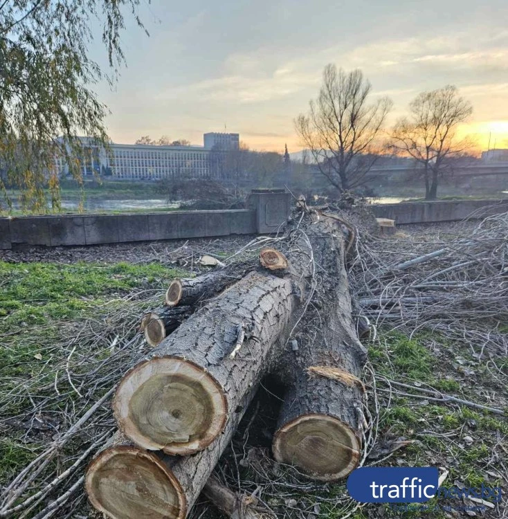 Премахват тополите по бул. „Марица – Север