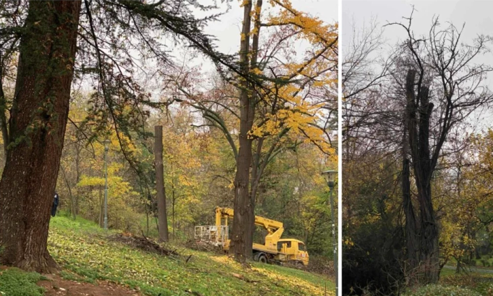 След странната сеч на Бунарджика: Близо 40 дървета падат от хълма, обещаха компенсация
